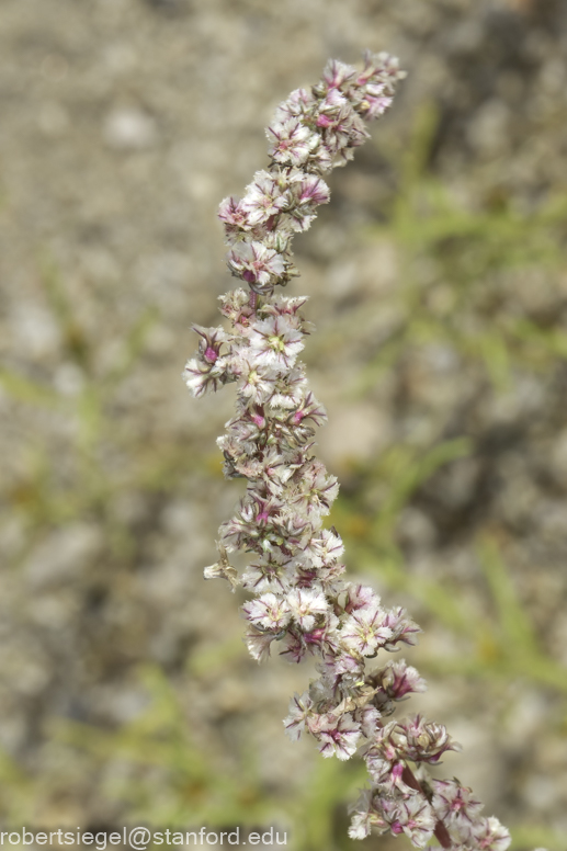 Desert Biogeography of Joshua Tree National Park